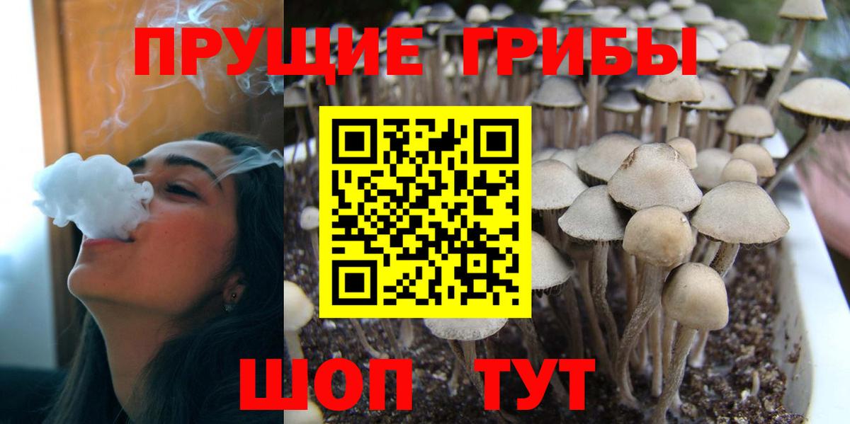 что такое   Вход с VPN  Карачаевск  Галлюциногенные грибы MAGIC MUSHROOMS 